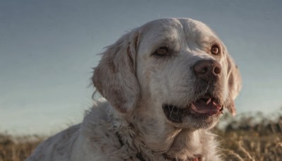 solo,open mouth,brown eyes,outdoors,sky,day,blurry,blue sky,no humans,blurry background,animal,portrait,dog,realistic,animal focus,teeth,depth of field,fangs,sharp teeth,field