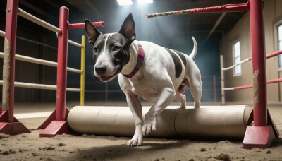 HQ,solo,looking at viewer,outdoors,day,indoors,black eyes,collar,no humans,window,animal,building,dog,realistic,animal focus,animal collar