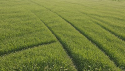 outdoors,day,no humans,traditional media,grass,nature,scenery,field,green theme,plant,road,path