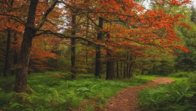 outdoors,day,tree,no humans,leaf,traditional media,sunlight,grass,nature,scenery,forest,road,autumn leaves,maple leaf,autumn,landscape,path,fence