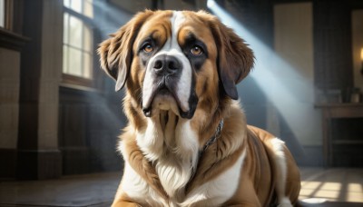 HQ,solo,brown eyes,day,indoors,necklace,blurry,collar,no humans,window,animal,sunlight,dog,light rays,realistic,animal focus,looking at viewer,pokemon (creature),blurry background,shadow,chain