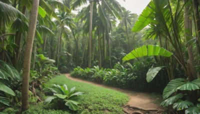 outdoors,day,tree,no humans,leaf,beach,sunlight,grass,plant,nature,scenery,forest,sand,palm tree,bush,shade,green theme