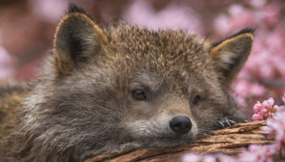 looking at viewer, brown eyes, flower, outdoors, signature, blurry, no humans, depth of field, blurry background, animal, cat, cherry blossoms, pink flower, realistic, branch, animal focus, whiskers