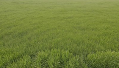 outdoors,day,no humans,traditional media,grass,nature,scenery,field,green theme,signature,plant,green background,road