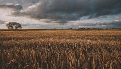 outdoors,sky,day,cloud,tree,blue sky,no humans,cloudy sky,grass,nature,scenery,field,flower field,landscape