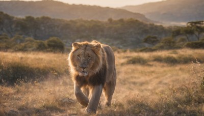 looking at viewer,outdoors,day,blurry,tree,no humans,depth of field,blurry background,animal,grass,nature,scenery,mountain,realistic,field,animal focus,lion,sky,cloud,signature,bug,forest