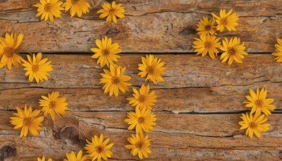 flower,outdoors,no humans,traditional media,scenery,rock,yellow flower,sunflower,road,still life,leaf,from above,stone floor