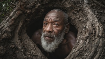 solo,looking at viewer,1boy,brown eyes,closed mouth,white hair,grey hair,male focus,facial hair,beard,realistic,mustache,bald,manly,old,old man,wrinkled skin,tree,scar,nature