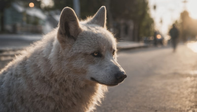 closed mouth, outdoors, day, blurry, no humans, depth of field, blurry background, animal, cat, dog, realistic, road, animal focus