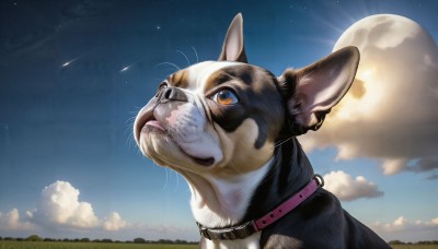 HQ,solo,outdoors,sky,day,cloud,signature,collar,blue sky,no humans,night,animal,moon,cat,looking up,star (sky),night sky,full moon,starry sky,dog,realistic,animal focus,animal collar,whiskers,shooting star,cloudy sky,sun