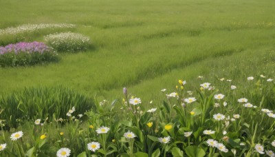 flower,outdoors,day,no humans,grass,white flower,nature,scenery,yellow flower,field,flower field,still life,daisy,leaf,plant,purple flower