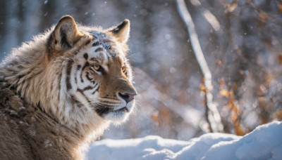 solo, outdoors, blurry, tree, no humans, animal, nature, snow, forest, snowing, realistic, animal focus, winter, tiger