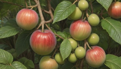 outdoors,food,day,blurry,tree,no humans,fruit,depth of field,blurry background,leaf,plant,nature,scenery,forest,realistic,apple,branch,food focus,still life,signature