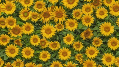 flower,outdoors,no humans,leaf,plant,nature,scenery,yellow flower,sunflower,field,flower field,still life