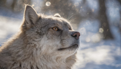 solo, looking at viewer, closed mouth, blurry, no humans, depth of field, blurry background, animal, cat, colored sclera, realistic, animal focus, whiskers