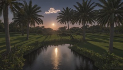 outdoors,sky,cloud,water,tree,no humans,night,ocean,grass,plant,star (sky),nature,night sky,scenery,forest,starry sky,reflection,sunset,palm tree,sun,horizon,bush,lake,moon,cloudy sky,river,landscape