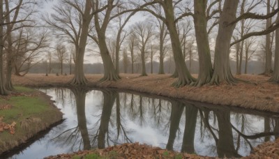 outdoors,sky,day,cloud,water,tree,no humans,grass,nature,scenery,forest,reflection,autumn leaves,bare tree,river,landscape,lake,fog,autumn,reflective water