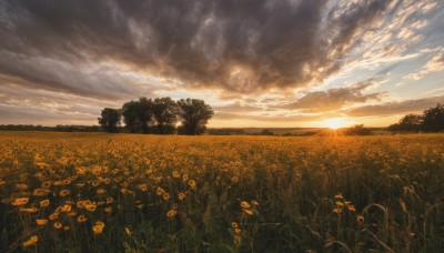 flower,outdoors,sky,cloud,tree,no humans,sunlight,cloudy sky,grass,nature,scenery,sunset,mountain,sun,field,landscape,plant,lens flare,forest,light rays,flower field