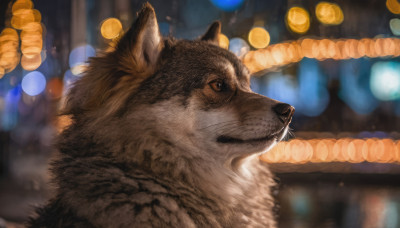 brown eyes, closed mouth, outdoors, blurry, from side, no humans, depth of field, blurry background, animal, cat, lantern, realistic, animal focus, paper lantern