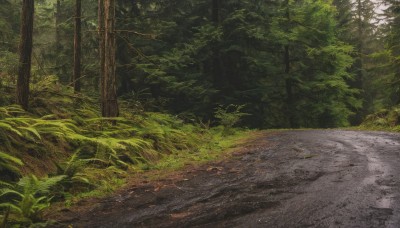 outdoors,day,tree,no humans,leaf,traditional media,sunlight,grass,plant,nature,scenery,forest,road,bush,path,landscape