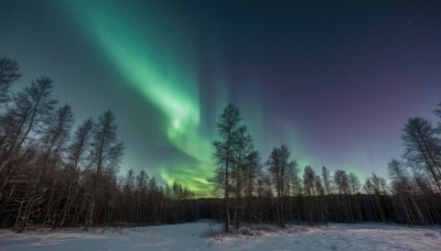 outdoors,sky,tree,no humans,night,star (sky),nature,night sky,scenery,snow,forest,starry sky,winter,bare tree,pine tree,aurora,grass,landscape