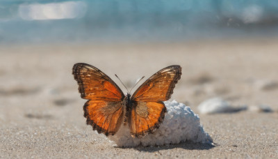 outdoors, wings, sky, day, blurry, no humans, from above, bug, butterfly, rock, sand, antennae, desert