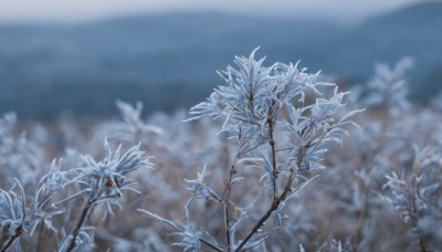 outdoors,sky,day,blurry,tree,no humans,depth of field,blurry background,leaf,plant,nature,scenery,snow,branch,still life,monochrome,blue theme,bare tree