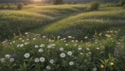 flower,outdoors,sky,day,tree,no humans,sunlight,grass,plant,white flower,nature,scenery,forest,yellow flower,purple flower,field,flower field,landscape,daisy,cloud,sunset,bush