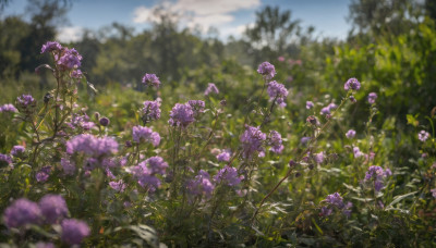 flower, outdoors, sky, day, cloud, blurry, tree, blue sky, no humans, depth of field, grass, plant, nature, scenery, purple flower, field