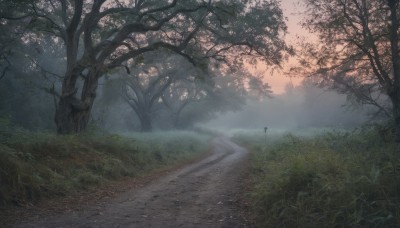 outdoors,sky,day,tree,no humans,sunlight,grass,nature,scenery,forest,road,bush,landscape,fog,path,water,plant,rock,river