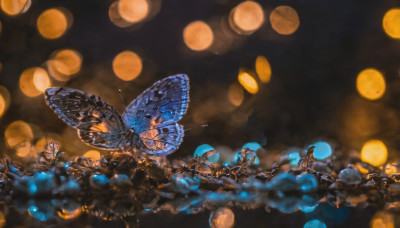 wings, blurry, no humans, depth of field, bug, butterfly, light particles, bokeh, butterfly wings