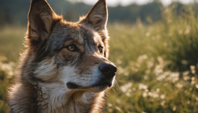 solo,closed mouth,outdoors,day,blurry,black eyes,no humans,depth of field,blurry background,animal,grass,looking up,portrait,dog,realistic,animal focus,brown eyes,signature,close-up