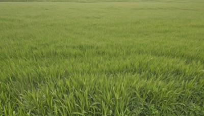 outdoors,day,no humans,traditional media,grass,nature,scenery,field,green theme,plant,road