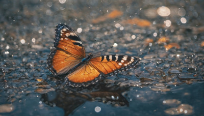 wings, water, blurry, no humans, animal, bug, butterfly, scenery, bubble, water drop