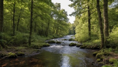 outdoors,day,water,tree,no humans,sunlight,grass,nature,scenery,forest,rock,river,landscape,pond,stream,sky,plant,bush,moss