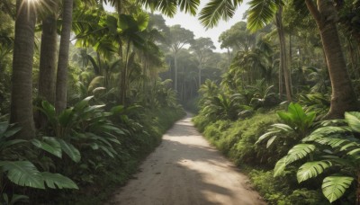 outdoors,sky,day,tree,no humans,shadow,leaf,sunlight,grass,plant,nature,scenery,forest,palm tree,road,bush,shade,path,light rays