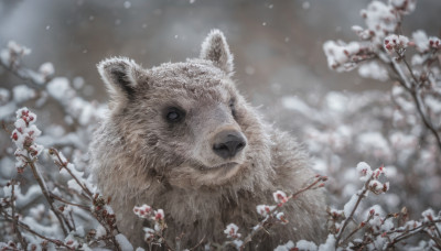 flower, outdoors, blurry, no humans, depth of field, blurry background, animal, snow, realistic, branch, animal focus