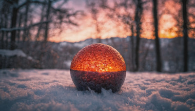 outdoors, food, blurry, tree, no humans, fruit, depth of field, blurry background, nature, scenery, snow, forest, realistic, winter