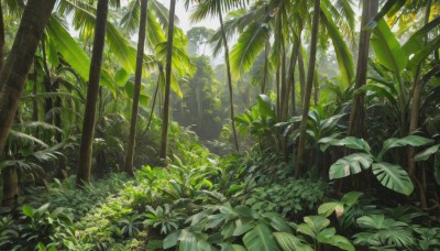 outdoors,day,tree,no humans,leaf,sunlight,plant,nature,scenery,forest,green theme,palm tree,bush