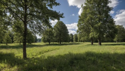 outdoors,sky,day,cloud,tree,blue sky,no humans,cloudy sky,grass,nature,scenery,forest,bush,field,path,landscape