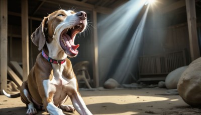 HQ,solo,open mouth,blue eyes,teeth,tongue,indoors,tongue out,blurry,collar,no humans,animal,fangs,sunlight,cat,dog,light rays,realistic,sunbeam,animal focus,red collar,animal collar,sharp teeth,claws,rock