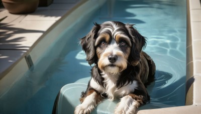 HQ,solo,looking at viewer,brown eyes,indoors,water,pokemon (creature),no humans,animal,from above,looking up,plant,partially submerged,dog,realistic,pool,animal focus,bathtub,signature,shadow,reflection,potted plant,ripples