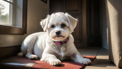 HQ,solo,looking at viewer,blue eyes,day,indoors,signature,blurry,collar,no humans,window,animal,sunlight,dog,wooden floor,realistic,animal focus,white fur,red collar,animal collar,full body,lying,pet