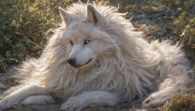 solo, looking at viewer, yellow eyes, outdoors, lying, tree, no humans, animal, on stomach, realistic, animal focus, wolf, fluffy