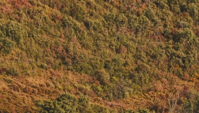 outdoors,tree,no humans,leaf,traditional media,grass,plant,nature,scenery,forest,painting (medium),autumn,landscape,from above,field