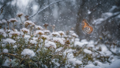 flower, outdoors, signature, blurry, tree, no humans, depth of field, bug, white flower, butterfly, nature, scenery, snow, snowing, winter