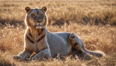 solo,closed mouth,full body,outdoors,lying,day,signature,blurry,no humans,depth of field,blurry background,animal,grass,on stomach,realistic,animal focus,tiger,looking at viewer