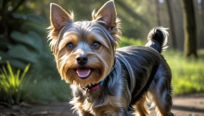 HQ,open mouth,blue eyes,hat,outdoors,day,tongue,tongue out,blurry,collar,tree,no humans,depth of field,blurry background,animal,grass,nature,dog,realistic,animal focus,animal collar,solo,looking at viewer