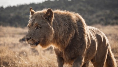 solo,closed mouth,outdoors,artist name,signature,blurry,dated,no humans,depth of field,blurry background,animal,grass,realistic,animal focus,lion,day