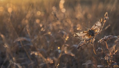 1girl,solo,wings,blurry,no humans,depth of field,blurry background,bug,butterfly,instrument,scenery,light particles,flying,antennae,bokeh,butterfly wings,drum,insect wings,weapon,spear